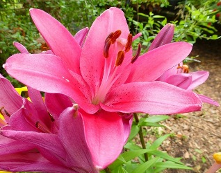 American Gladiator LA Hybrid Lily (Dark Pink), Lilium x 'American Gladiator' (L. longiflorum x L. asiaticum Hybrid)